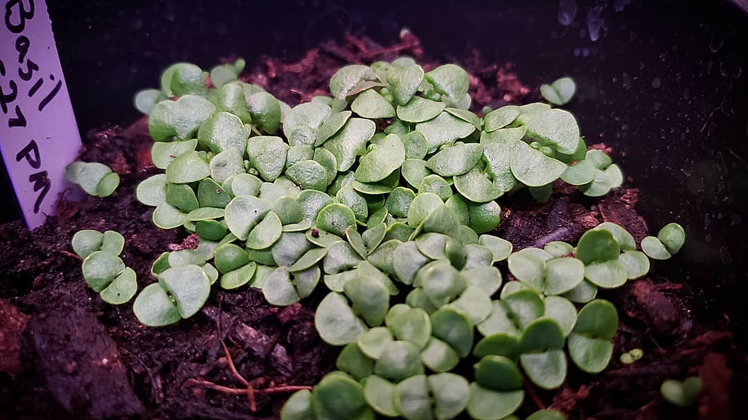 Basil sprouts one week after being sown