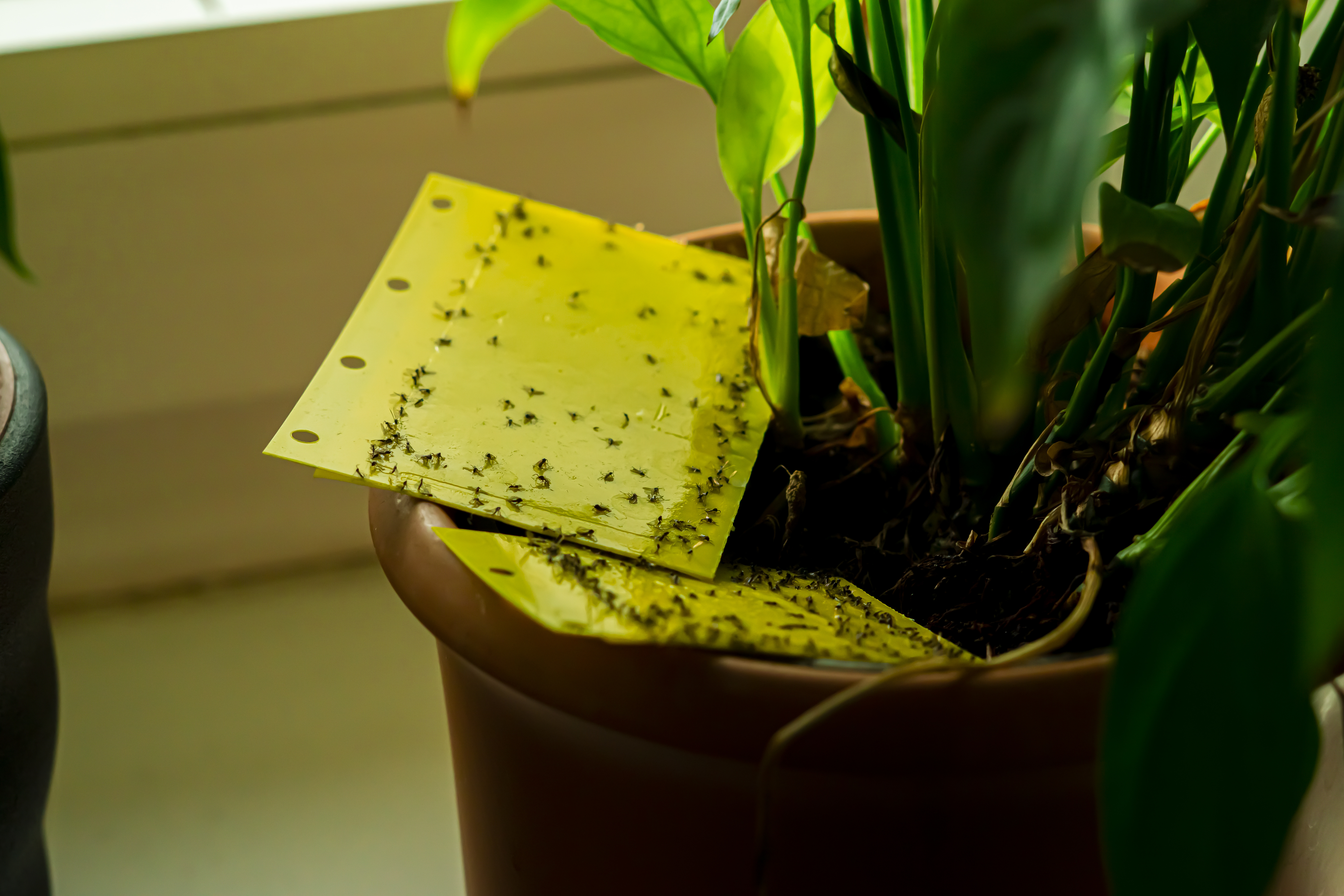 Sticky yellow gnat traps