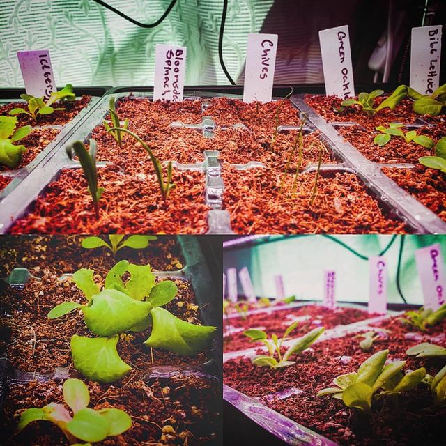 A bunch of seedlings which have since grown into full plants