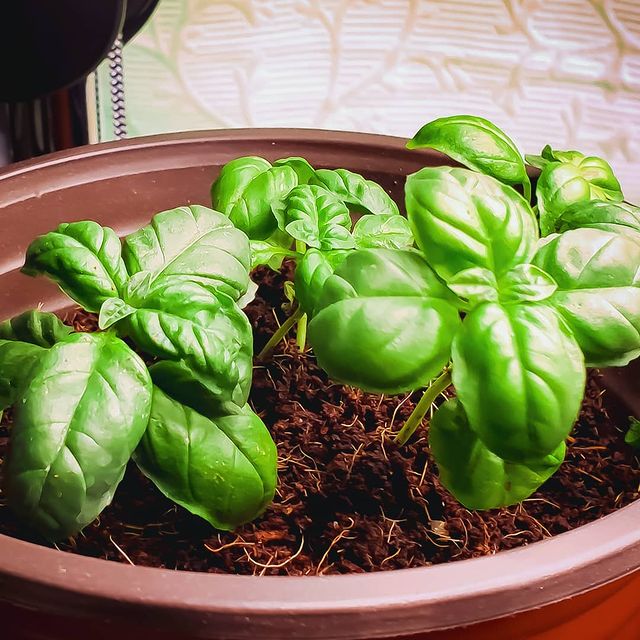 Some basil started in a 6" pot -- this basil is now over 16 inches tall