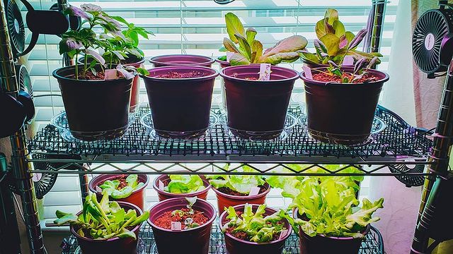 Lettuce plants growing healthily indoors