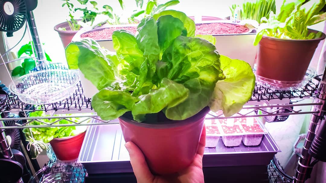 Fully grown lettuce plant, grown entirely indoors