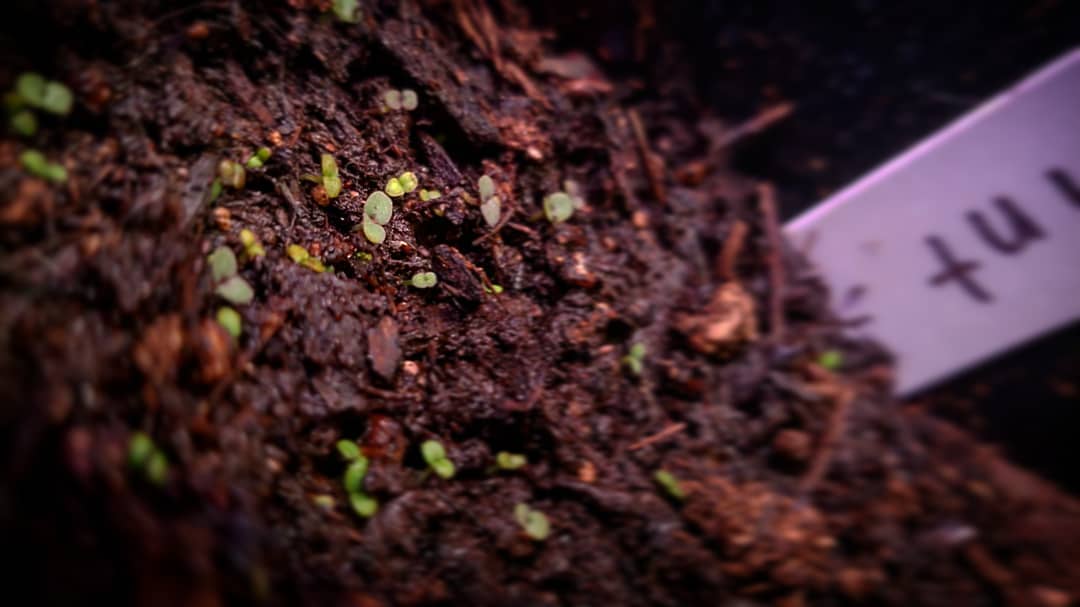 Mint sprouting after only one week