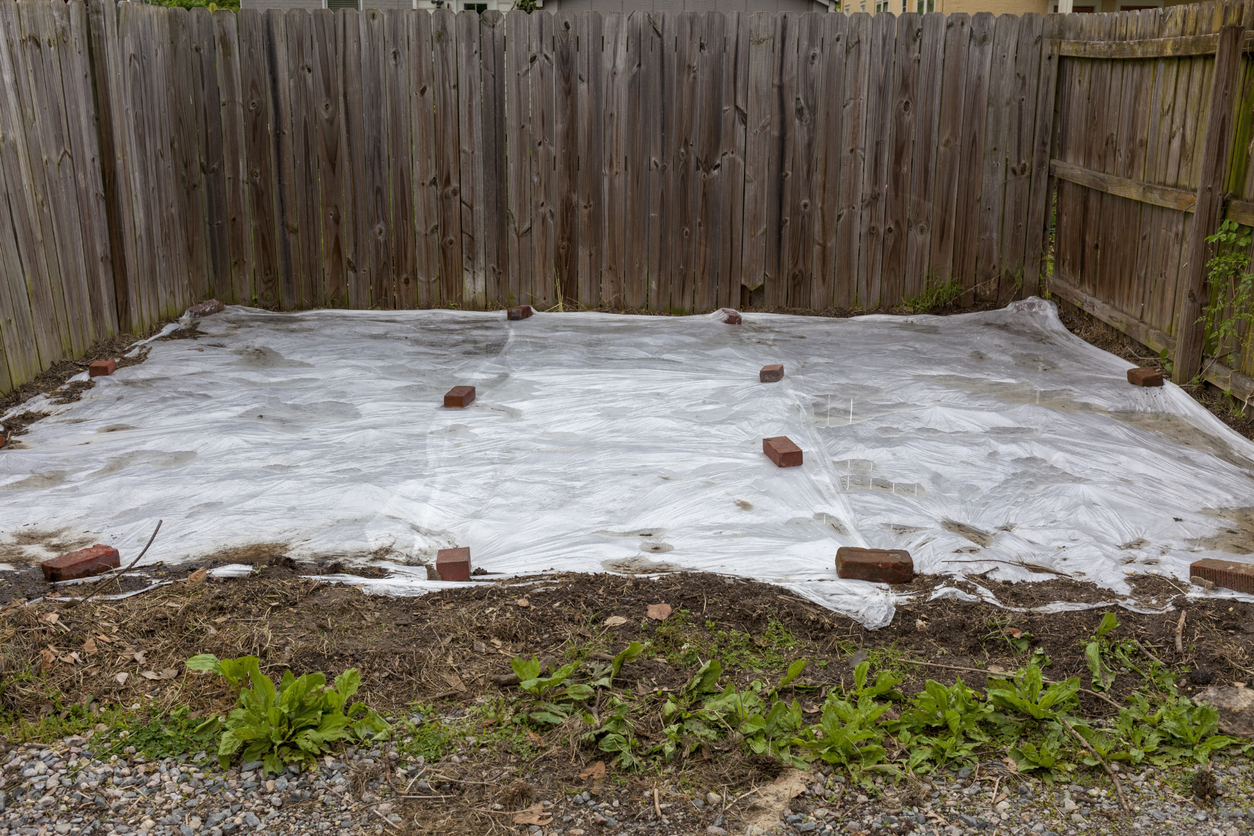 Use clear plastic to solarize your soil and kill pests