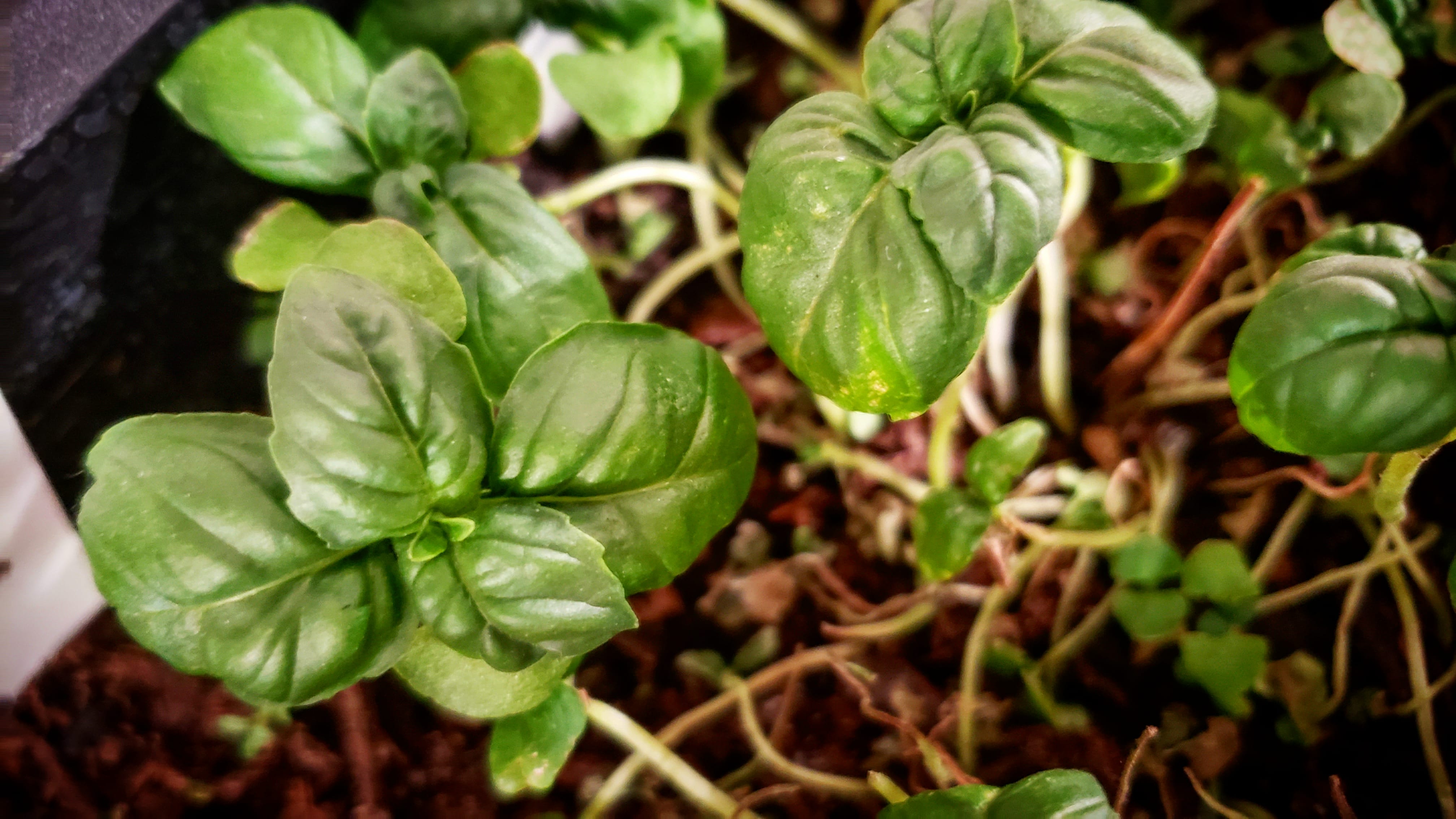 Some surviving basil