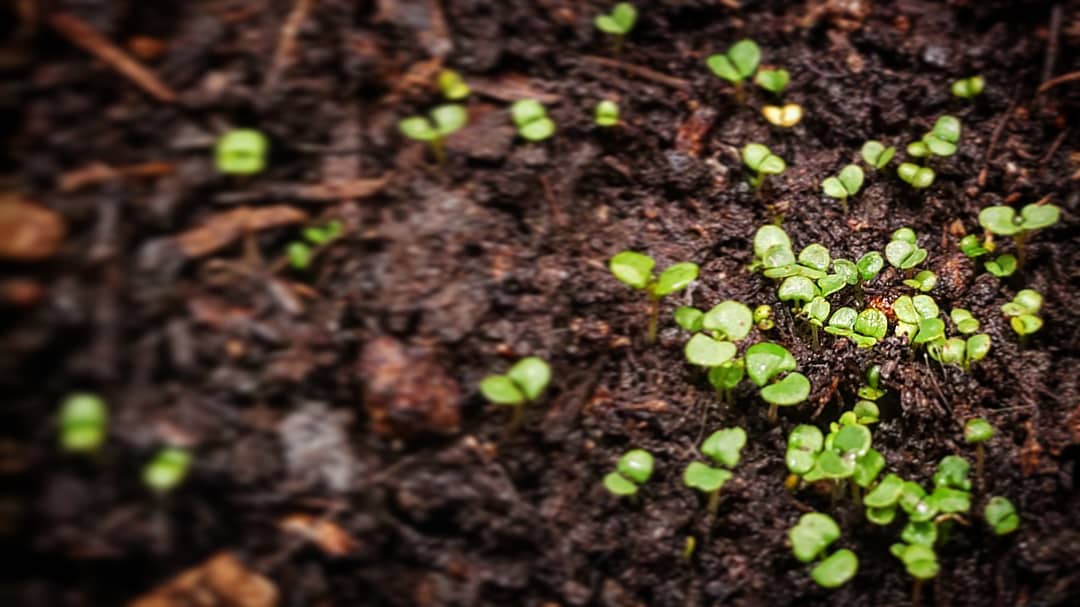 Thyme sprouts after one week